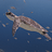 GreenSeaTurtle
